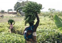 COMPANY LINKS FARMERS WITH INDUSTRIES FOR MARKET