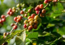 ROMBO COFFEE FARMERS FOR PROCESSING PLANT