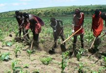NDC ADVISES FARMERS TO GRAB OPPORTUNITIES