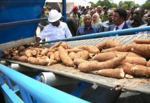 CASSAVA OFFERS UNTAPPED OPPORTUNITIES FOR PEASANTS