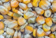 CAUTION CITED ON AFLATOXIN THREAT TO FOOD SECURITY