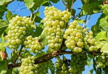 SPECIAL TASK TO REVIVE GRAPES PRODUCTION