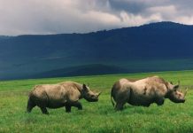 INVASIVE WEEDS AT NGORONGORO WORRIES NCCA