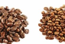 TACRI 23 ML ARABICA SEEDLINGS APPLAUDED