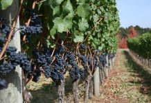 TDL COMMITTED TO DEVELOPING GRAPE INDUSTRY