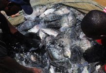 MINISTER PLEDGES MORE SUPPORT TO FISH FACTORY
