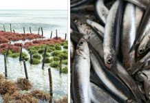 GOVT TO SET SEAWEED, SARDINES SAFETY STANDARDS