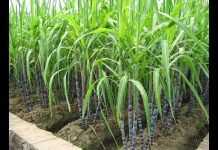KILOMBERO SUGAR EXTENDS AGREEMENT WITH GROWERS