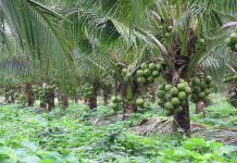 IMPROVE COCONUT FARMING TO REDUCE EDIBLE OIL IMPORTS