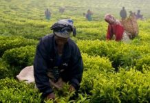 AGRONOMY INDUSTRY ACCOUNTS FOR 17 PC IN GDP, FINANCE PS JAMES SAYS