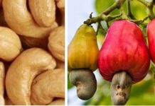 STRATEGIC CASHEW NUT TRAINING STARTED