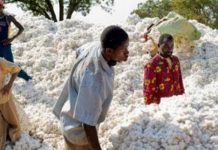 TPB, PARTNER TO INAGURATE COTTON FARMERS INSURANCE