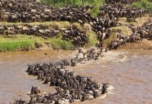 WILDEBEEST MIGRATION PERIL CAUSE FOR CONCERN
