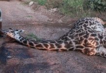 WILDLIFE AT RISK AS ROAD CRASHES RISE