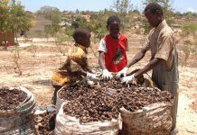 CASHEW NUT FARMERS COMMEND TARI TRAINING
