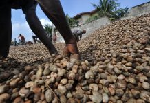 CBT SAYS CASHEW OUTPUT TO RAISE 20PC