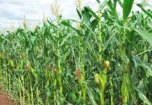 RUKWA FARMERS NOD TO TRAINING ON CROP IMPROVEMENT