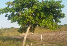 LINDI HATCHES PLAN TO PLANT 10 MILLION CASHEW TREES