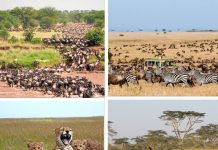 WHY WE HAVE TO MAINTAIN NATURAL BEAUTY OF SERENGETI