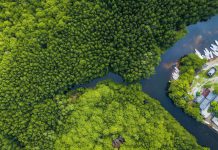 STAKEHOLDERS EMBARK ON PROTECTING MANGROVES