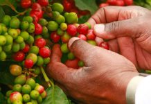 NBC EMBARKS ON SUPPORTING COFFEE FARMERS