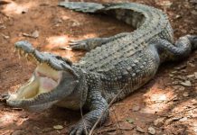 CHADEMA GOVERNMENT WILL ESTABLISH CROCODILE, HIPPOPOTAMUS MEAT BUTCHERIES
