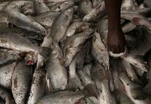 EFFORTS TO CURB ILLEGAL FISHING IMPROVE REVENUE IN MKINGA