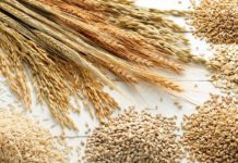 BOARD SET TO SUPPORT WHEAT PRODUCTION
