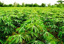 LIPUMBA: CASSAVA CULTIVATION WILL GO COMMERCIAL IN MARA