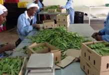 MAGUFULI PLEDGES TO REVITALISE HORTICULTURE