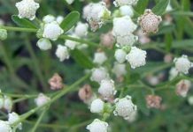 TBL, FARMERS ATTEND PARTHENIUM HYSTEROPHORUS WEED DAY IN ARUSHA