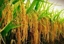 SUA ROOTS FOR RICE COMMERCIALIZATION