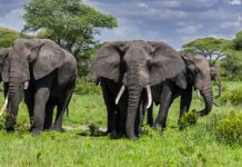 TARANGIRE NATIONAL PARK