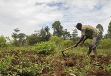 AGRICULTURE SKILLS KEY IN BOOSTING PRODUCTIVITY