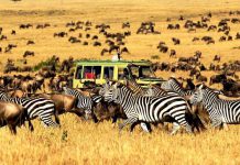 TANZANIA’S SERENGETI SCOOPS AFRICA’S LEADING NATIONAL PARK AWARD