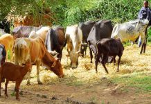 HEED LIVESTOCK RESEARCHERS’ ADVICE TO IMPROVE PRODUCTS, HERDERS TOLD