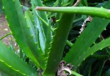 NIMR TOLD TO SPEED UP RESEARCH ON TRADITIONAL MEDICINES