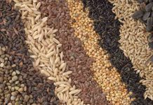 SEED SOVEREIGNTY DIALOGUE OPENS IN DAR NEXT WEEK