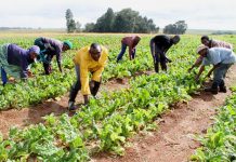 SMILES AS MAGUFULI’S SPEECH CENTRES ON FARMERS’ DEVELOPMENT