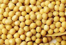 TANZANIA SECURES CHINESE SOYBEAN MARKET