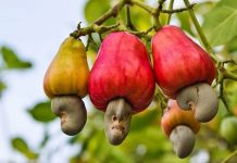 CASHEW INFLOWS BOLSTER SHILLING