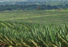 GOVT NOW GIVES NEW HOPE TO SISAL GROWERS