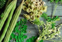 EAC WOMEN TO BENEFIT FROM MORINGA INDUSTRY