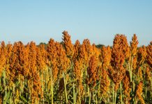 TARI SET TO BOOST SORGHUM PRODUCTION
