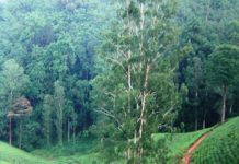 SILAYO FOREST TO CREATE 30,000 LOCAL JOBS- MINISTER