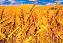 WHEAT PRODUCTION RECEIVES MASSIVE STATE BOOST