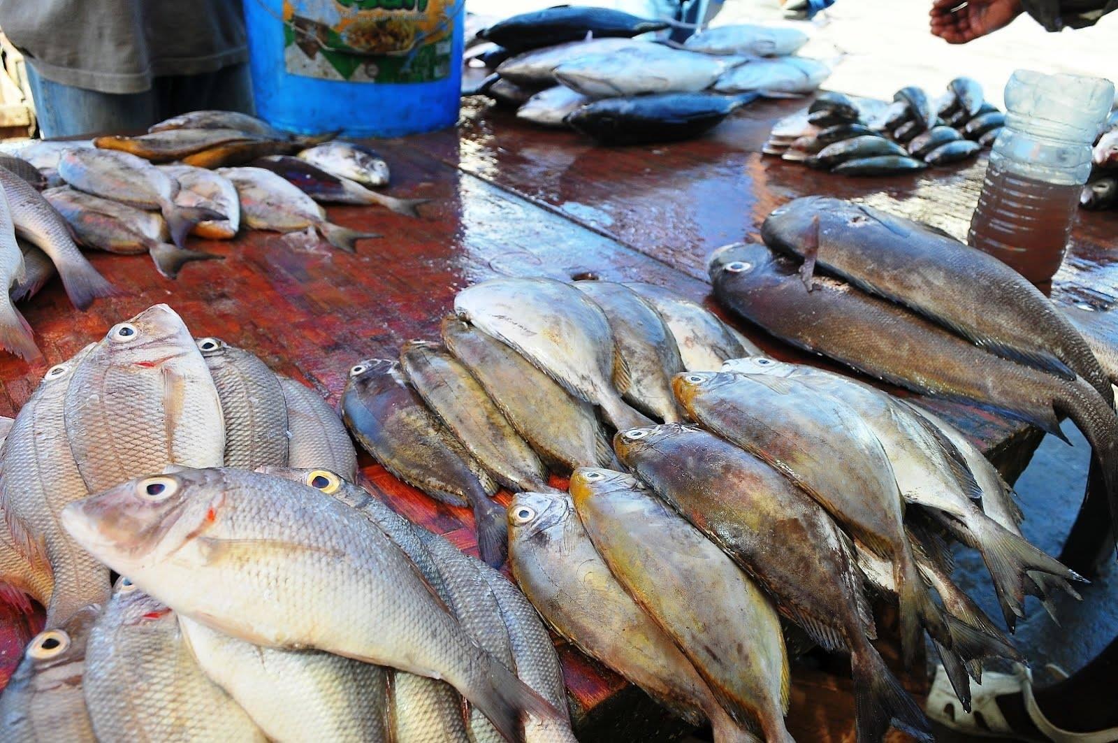 Kasanga modern fish market halts operations Kasanga modern fish market halts operations