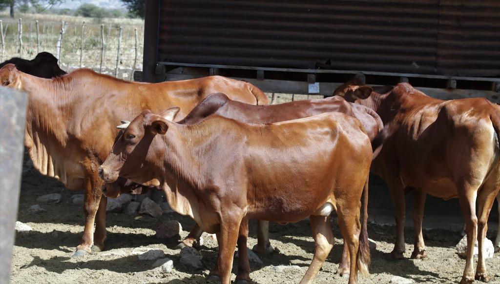 Taliri discovers animal feeds for use in dry season Taliri discovers animal feeds for use in dry season