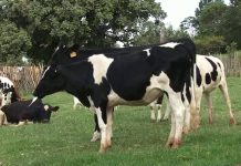 TADB, HEIFER INTERNATIONAL BOOST DAIRY PRODUCTION