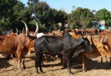 MODERN ABATTOIRS ASSURED OF EXPORT PERMITS